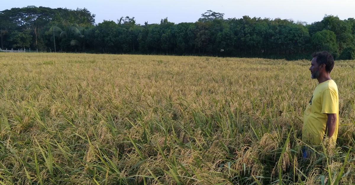 ধান নিয়ে বিপাকে কৃষক