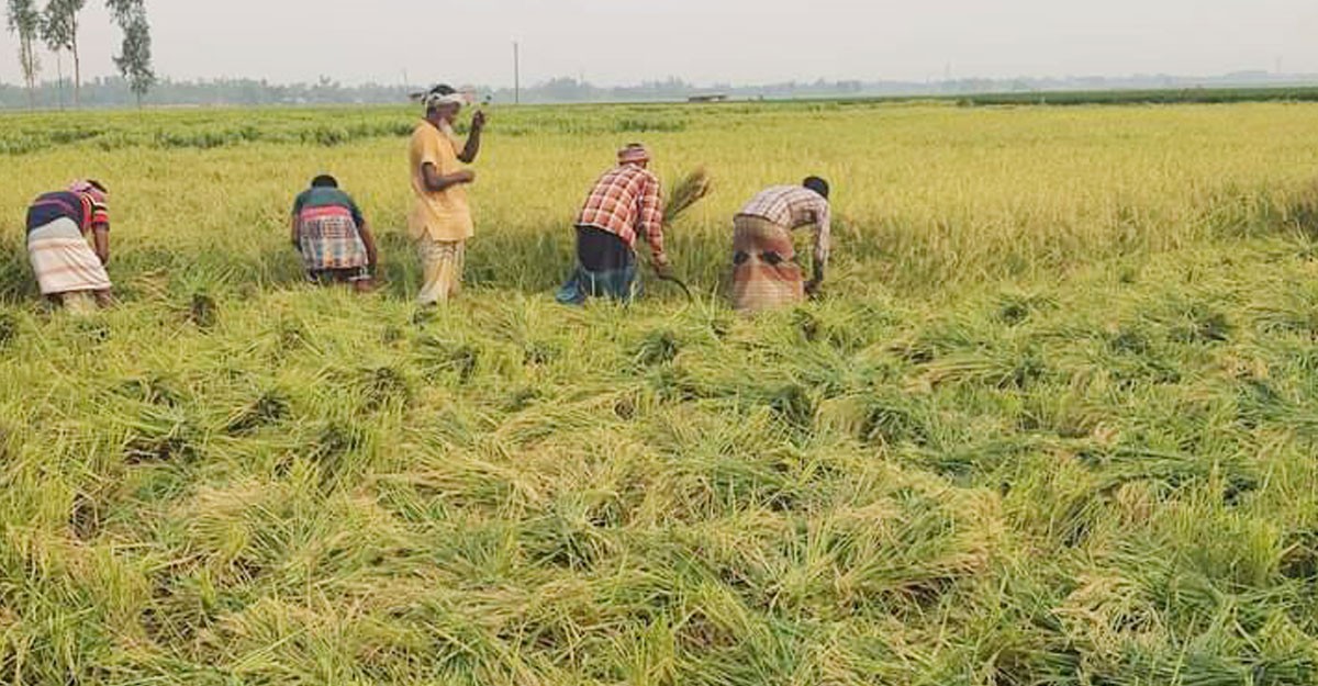 হাসি নেই কৃষকদের মুখে